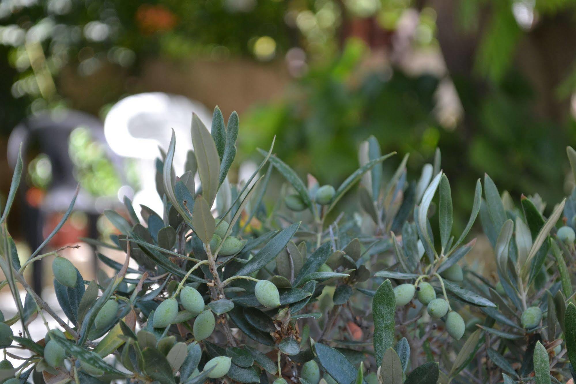 Veggie Garden Athens B&B Экстерьер фото